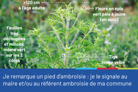 Photo d'un plan d'ambroisie avec ses caractéristiques (hauteur d'au moins 1,20m, feuiles découpées et vertes de chaque côté, fleurs jaune ou vert pâle en août, tige rouge velue), accompagnée du conseil "je remarque un pied d'ambroisie: je le signale au maire et/ou au référent ambroisie de ma commune".