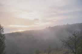 Vue sur une forêt brumeuse